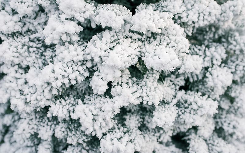 Christmas Trees South Sound Christmas Tree Wreaths