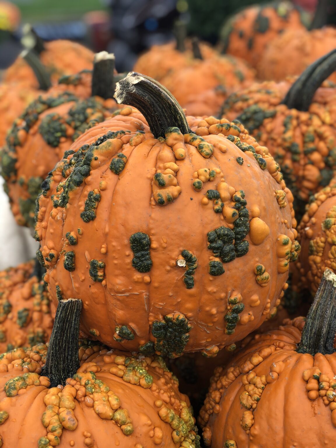 autumn-squash-fall-pumpkins-halloween-decor