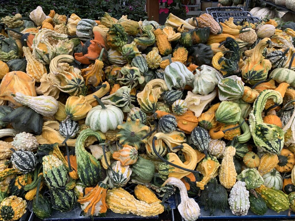 gourds