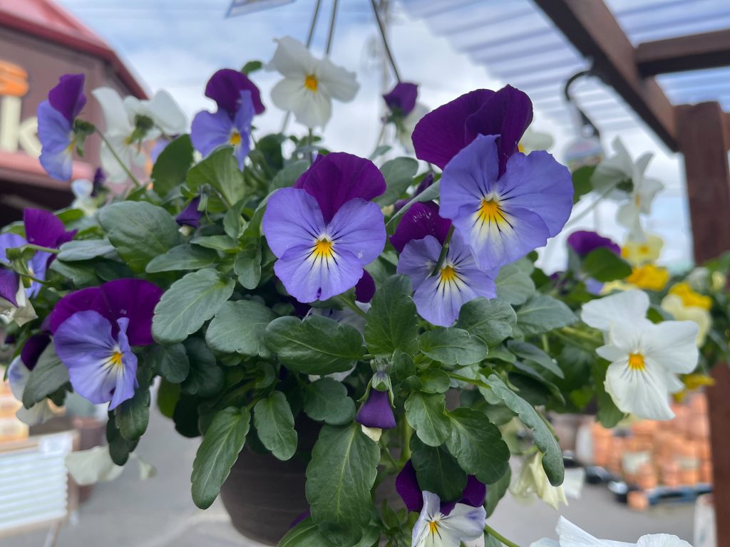 cool wave pansy hanging basket, container gardening
