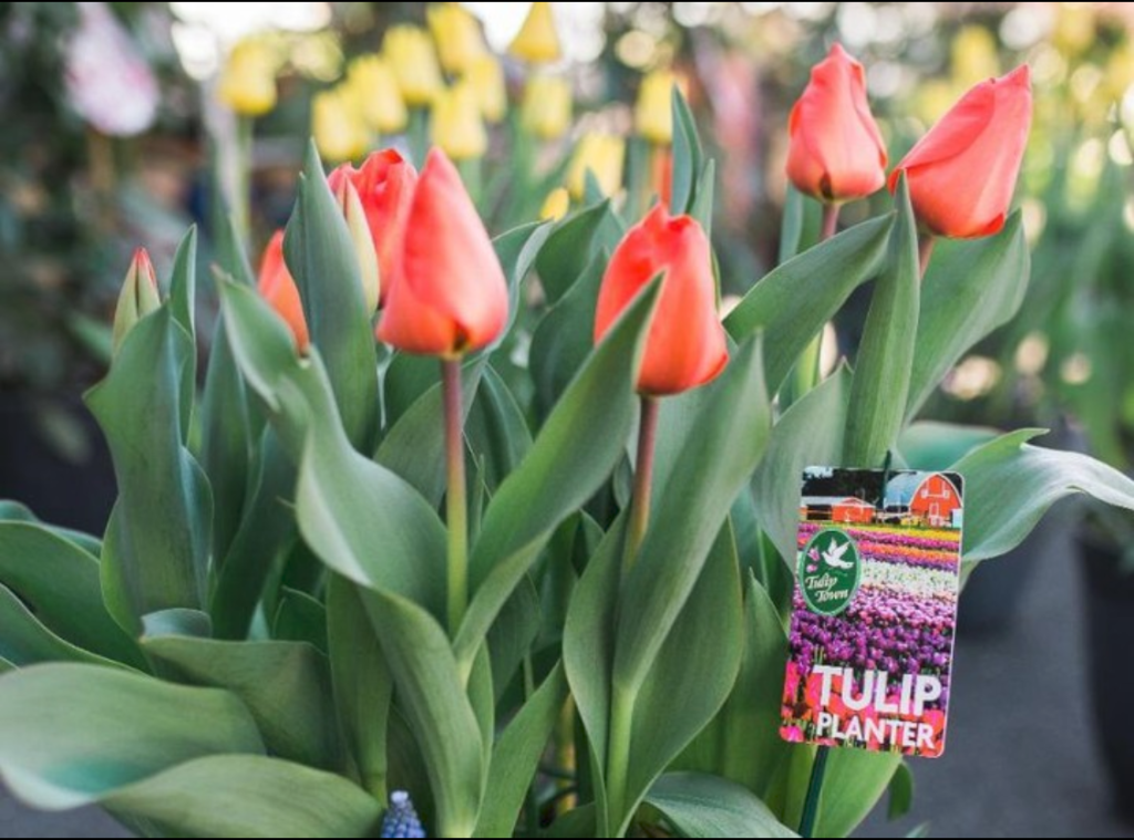 tulips, locally grown flowers