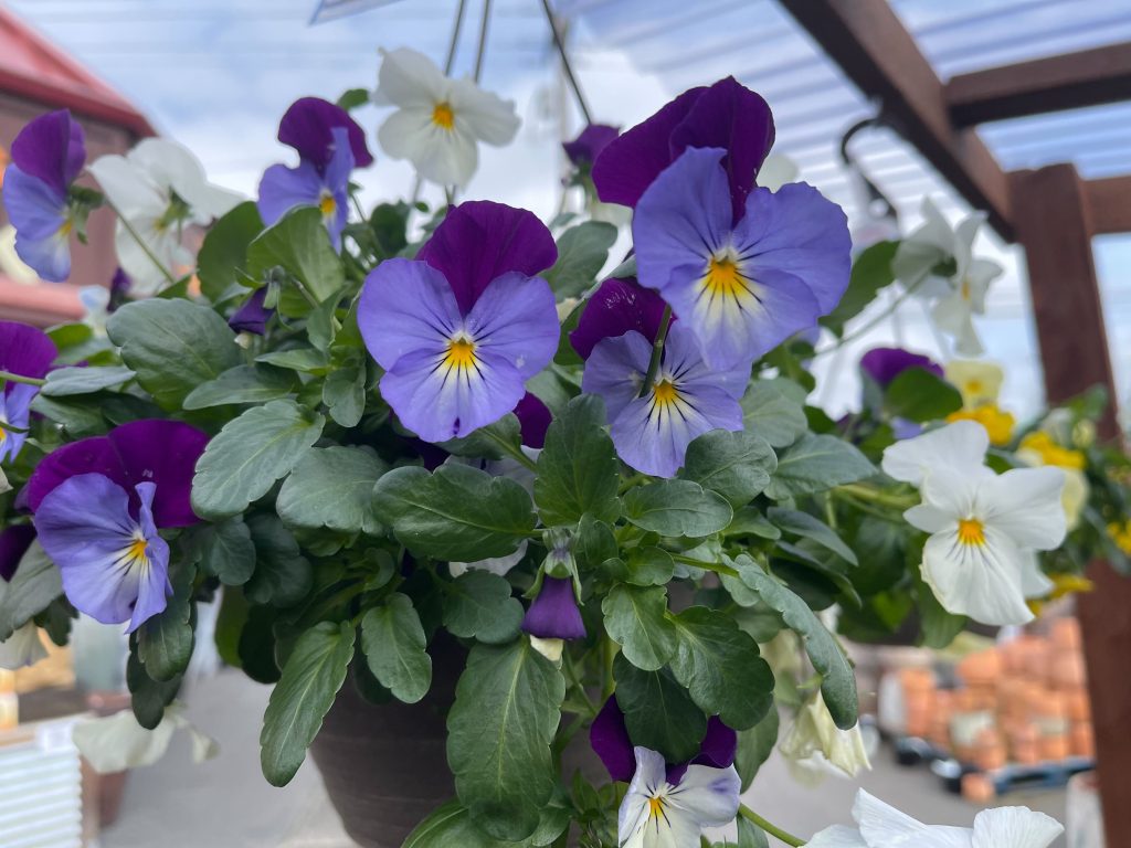 cool wave pansy, locally grown flowers
