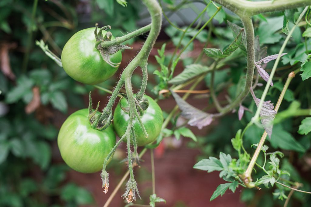 urban gardening in the south sound, tomato plant
